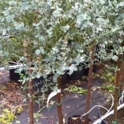 Eucalyptus Op Stam (Eucalyptus Gunnii) -Essentie Groen Verkoop 20190712 152539