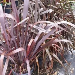 Nieuw Zeelands Vlas (Phormium Tenax 'Purpureum') -Essentie Groen Verkoop 20190712 152646 1