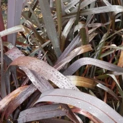 Nieuw Zeelands Vlas (Phormium Tenax 'Purpureum') -Essentie Groen Verkoop 20190712 152706 1