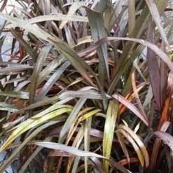 Nieuw Zeelands Vlas (Phormium Tenax 'Purpureum') -Essentie Groen Verkoop 20190712 152733 1