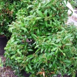 Vuurdoorn Als Bol (Pyracantha 'Navaho') -Essentie Groen Verkoop 20190712 153414