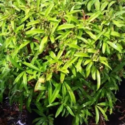 Vuurdoorn Als Bol (Pyracantha 'Navaho') -Essentie Groen Verkoop 20190712 153454
