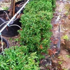 Vuurdoorn Als Bol (Pyracantha 'Navaho') -Essentie Groen Verkoop 20190712 153510