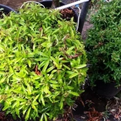 Vuurdoorn Als Bol (Pyracantha 'Navaho') -Essentie Groen Verkoop 20190712 153519