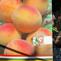 Essentie Groen Verkoop -Essentie Groen Verkoop 20210812 105157