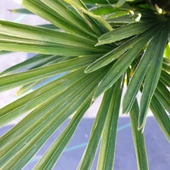 Winterharde Palm (Trachycarpus Wagnerianus) -Essentie Groen Verkoop 20220217 112257 1