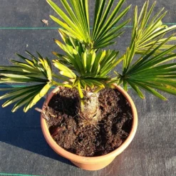 Winterharde Palm (Trachycarpus Wagnerianus) -Essentie Groen Verkoop 20220217 112423