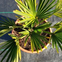 Winterharde Palm (Trachycarpus Wagnerianus) -Essentie Groen Verkoop 20220217 112447 1
