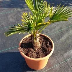 Winterharde Palm (Trachycarpus Wagnerianus) -Essentie Groen Verkoop 20220217 112456