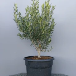 Olijf Als Struik (Olea Europaea) -Essentie Groen Verkoop 20220223 132609