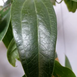 Groenblijvende Clematis (Clematis Armandii 'Hendersonii Rubra') -Essentie Groen Verkoop 20220613 162250