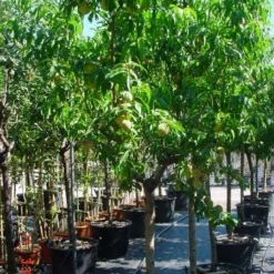 Perzikboom (Prunus Persica) -Essentie Groen Verkoop 312prunuspersica 3