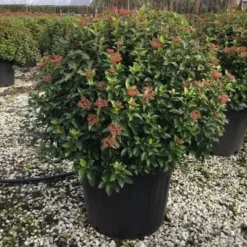 Sneeuwbal Als Bolvorm (Viburnum Tinus 'Eve Price') -Essentie Groen Verkoop 6070