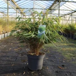 Niet Woekerende Bamboe (Fargesia Robusta 'Pingwu') -Essentie Groen Verkoop 99270d6993418a6fc1af88a65aadc88b