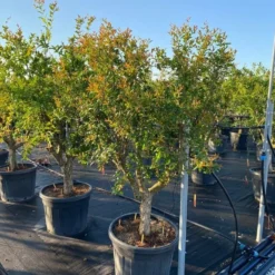 Granaatappel Als Solitair (Punica Granatum) -Essentie Groen Verkoop 9f2e2d79 4476 41bd a214 0070b1656e3a