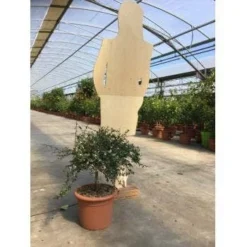 Vingerlimoen (Microcitrus Australasica) -Essentie Groen Verkoop a5716a4b9a5f1717c844091f5438703626036bc7