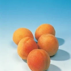 Abrikozenboom (Prunus Armeniaca 'Hongaarse') -Essentie Groen Verkoop abrikoos 1