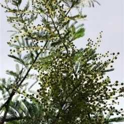 Mimosa (Acacia Dealbata) -Essentie Groen Verkoop acaciadealbata02 2