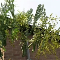 Mimosa (Acacia Dealbata) -Essentie Groen Verkoop acaciadealbata03