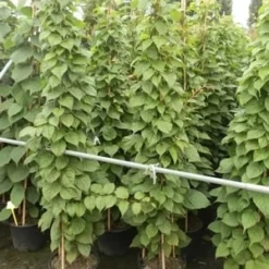 Sierkiwi (Actinidia Kolomikta) -Essentie Groen Verkoop actinidia kolomikta 11