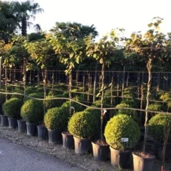 Kiwiplant Als Dakboom (Actinidia Chinensis) -Essentie Groen Verkoop actinidia chinensis deliciosa dak