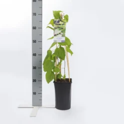 Sierkiwi (Actinidia Kolomikta) -Essentie Groen Verkoop actinidia kolomikta