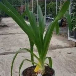 Essentie Groen Verkoop -Essentie Groen Verkoop agapanthus