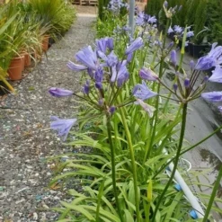 Essentie Groen Verkoop 11 Afrikaanse Lelie (Agapanthus 'Blue Storm')
