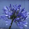Afrikaanse Lelie (Agapanthus 'Ever Sapphire') -Essentie Groen Verkoop agapanthus africanus x