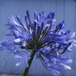 Essentie Groen Verkoop 13 Afrikaanse Lelie (Agapanthus 'Ever Sapphire')