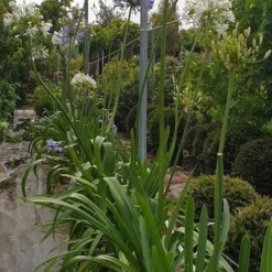 Afrikaanse Lelie (Agapanthus Umbellatus 'Ovatus') -Essentie Groen Verkoop agapanthus blauw 1