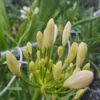 Afrikaanse Lelie (Agapanthus Umbellatus 'Albus') -Essentie Groen Verkoop agapanthus bloem