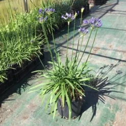Afrikaanse Lelie (Agapanthus 'Blue Storm') -Essentie Groen Verkoop agapanthus blue storm