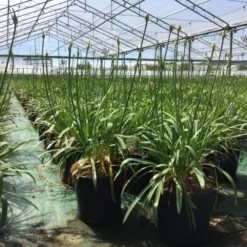 Essentie Groen Verkoop -Essentie Groen Verkoop agapanthus blue storm c10
