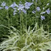 Afrikaanse Lelie (Agapanthus 'Golden Drop') -Essentie Groen Verkoop agapanthus golden drop