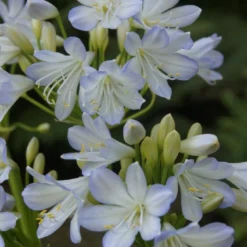 Essentie Groen Verkoop 20 Afrikaanse Lelie (Agapanthus Africanus 'Silver Baby')