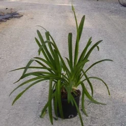 Afrikaanse Lelie (Agapanthus Umbellatus 'Ovatus') -Essentie Groen Verkoop agapanthus umbellatus ovatus
