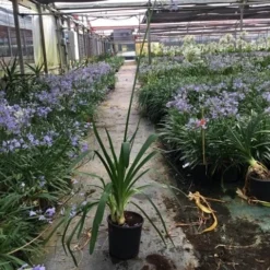 Essentie Groen Verkoop -Essentie Groen Verkoop agapanthus umbellatus ovatus c10