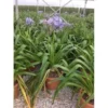 Afrikaanse Lelie (Agapanthus Umbellatus 'Ovatus') -Essentie Groen Verkoop agapanthus umbellatus ovatus c15