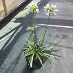 Essentie Groen Verkoop 18 Afrikaanse Lelie (Agapanthus 'White Storm')