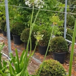 Afrikaanse Lelie (Agapanthus Umbellatus 'Albus') -Essentie Groen Verkoop agapanthus wit