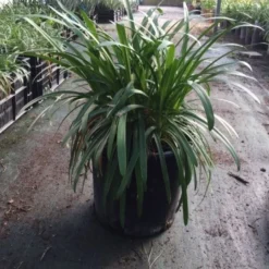 Essentie Groen Verkoop -Essentie Groen Verkoop agapanthusafricanus01 1 1