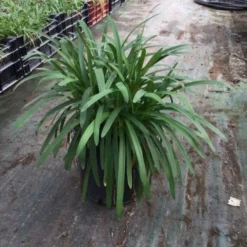 Essentie Groen Verkoop -Essentie Groen Verkoop agapanthusafricanus02