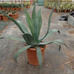 Agave (Agave Americana) -Essentie Groen Verkoop agave americana c12