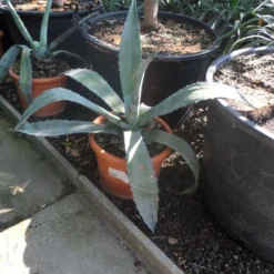 Agave (Agave Americana) -Essentie Groen Verkoop agave americana c20 40 60