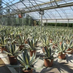 Agave (Agave Americana 'Variegata') -Essentie Groen Verkoop agave americana variegata