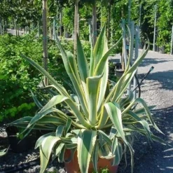Agave (Agave Americana 'Variegata') -Essentie Groen Verkoop agave americana variegata 4