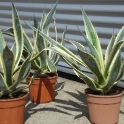 Agave (Agave Americana 'Variegata') -Essentie Groen Verkoop agave americana variegata 5