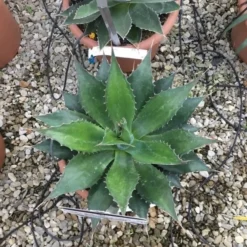 Winterharde Agave (Agave Montana) -Essentie Groen Verkoop agave montana