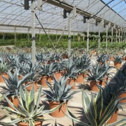 Winterharde Agave (Agave Montana) -Essentie Groen Verkoop agave montana 2